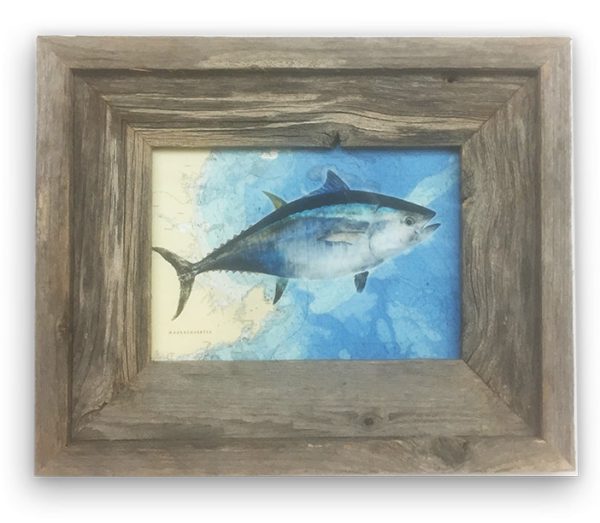 Small Framed Bluefin Tuna On Bathymetric chart Of Gloucester and Ipswich Bay Online Sale