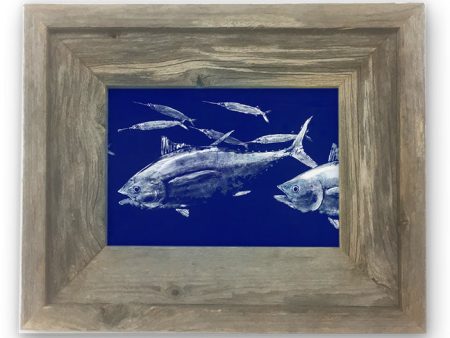 Small Framed yellowfin tuna chasing ballyhoo Supply