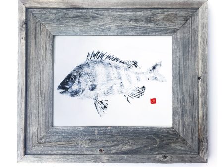 16 x 13 Framed Sheephead Online Sale