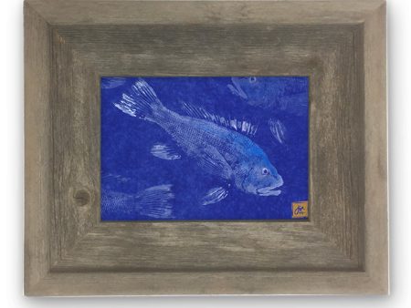 Small Framed Black Sea Bass on Blue Background For Cheap