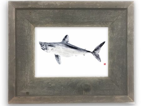 Small Framed Porbeagle Shark Online Sale