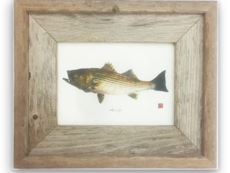 Small Framed Striped Bass with color on Sale