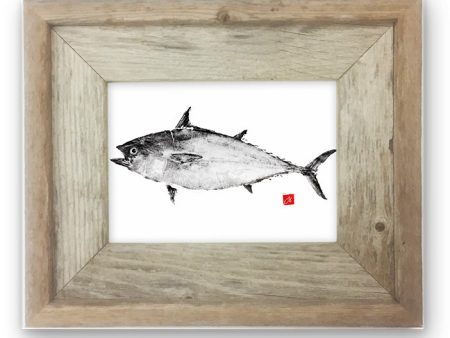 Small Framed False Albacore Cheap