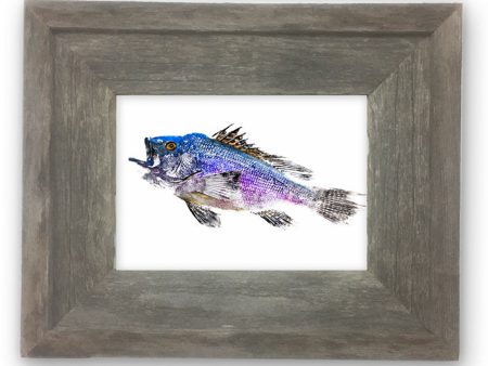 Small Framed Black Sea Bass Cheap