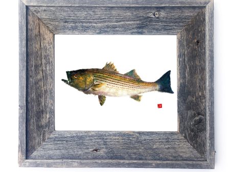 16 x 13 Framed Striped Bass For Sale