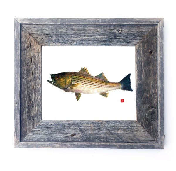 16 x 13 Framed Striped Bass For Sale