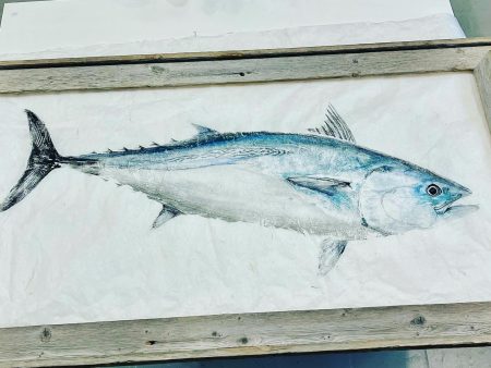 False albacore  Original Supply