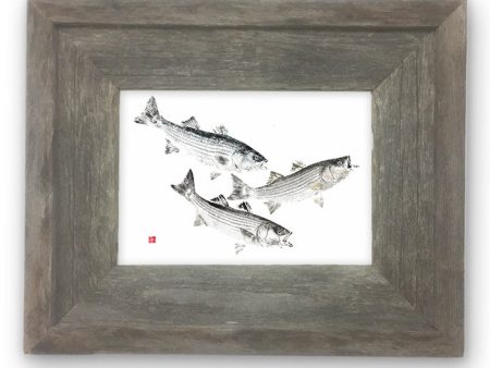 Small Framed  Three Striped Bass on Sale