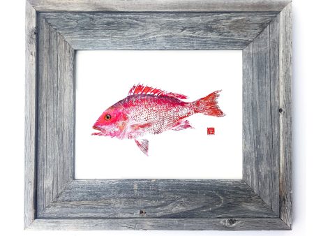 16 x 13 Framed snapper Online Sale