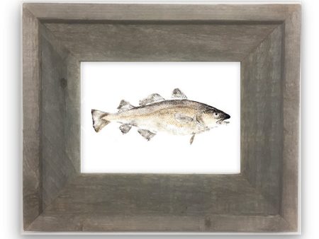 Small Framed Codfish color Online