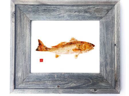 16 x 13 Framed Redfish For Cheap