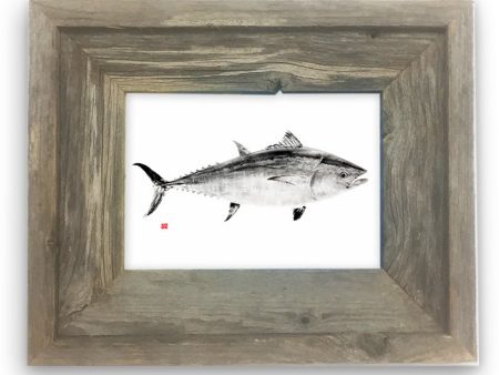 Small Framed Bluefin Tuna Supply