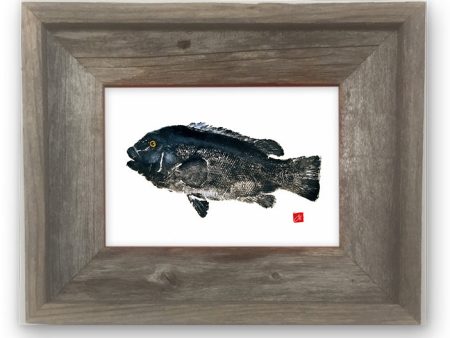 Small Framed Tautog Fashion