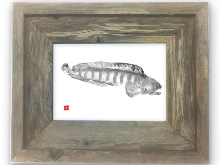 Small Framed Wolffish Cheap